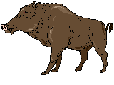 wboar1.gif